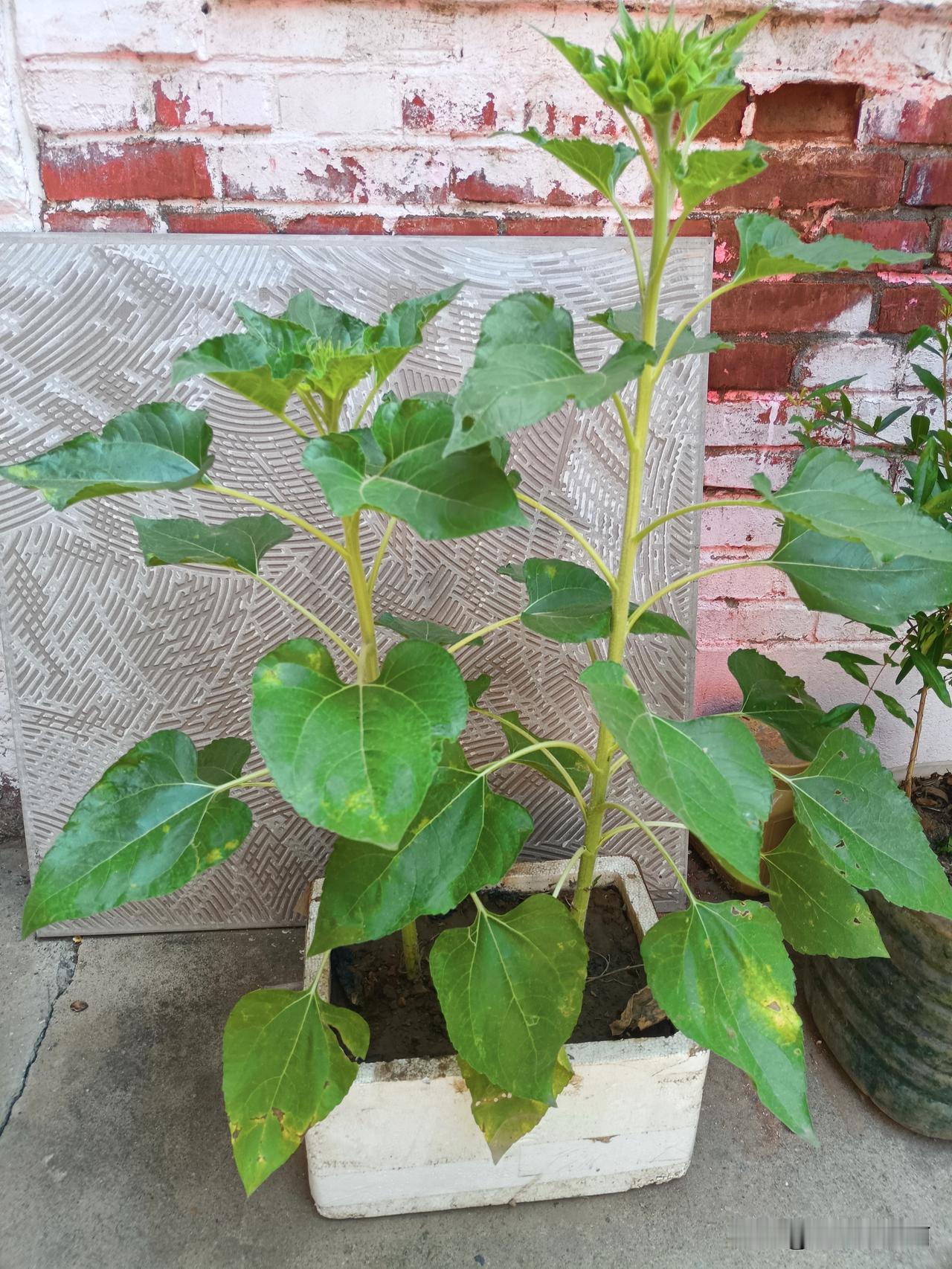 一个朋友为了迎接孩子的高考，特意种了两棵葵花。
现在高考已过去好几天了，他这葵花