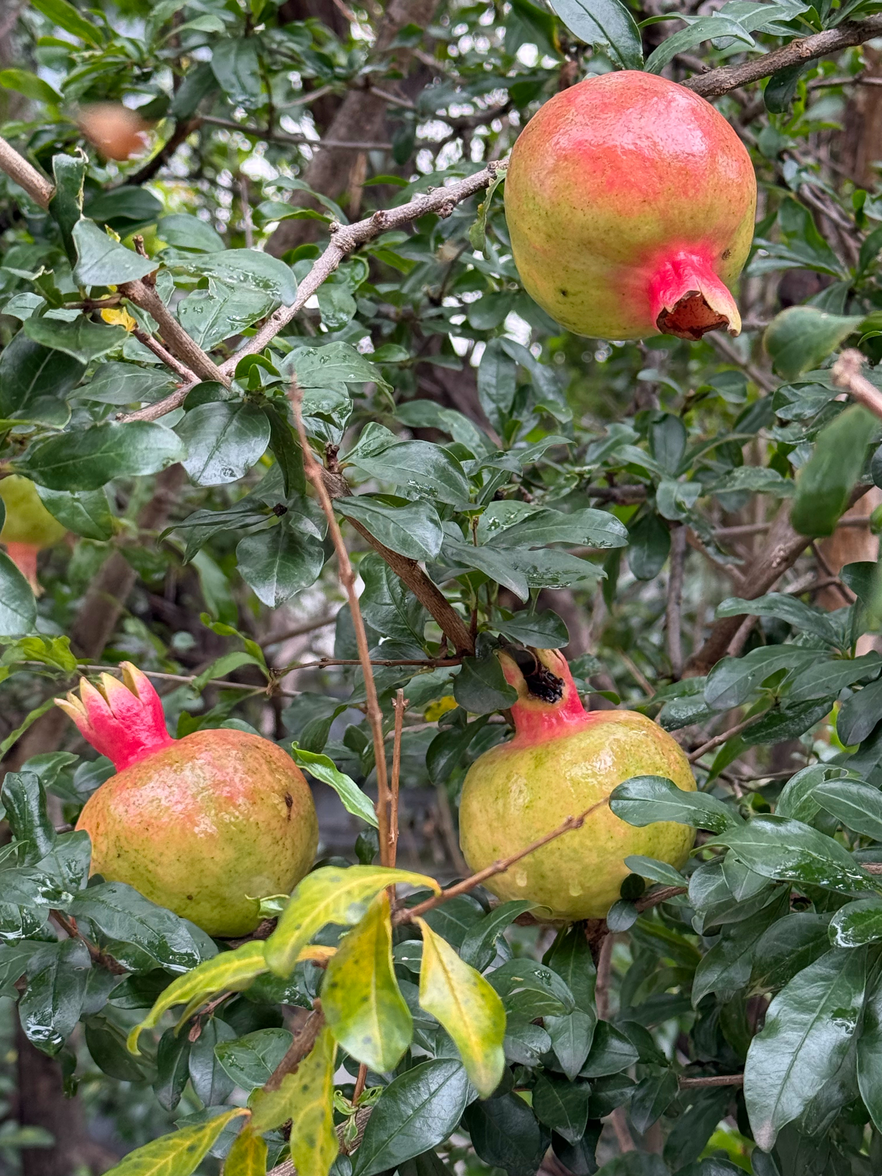 早晨🌧️雨季的尾声 萧剑是个实诚人“这里家家有树，户户种花 ​​​