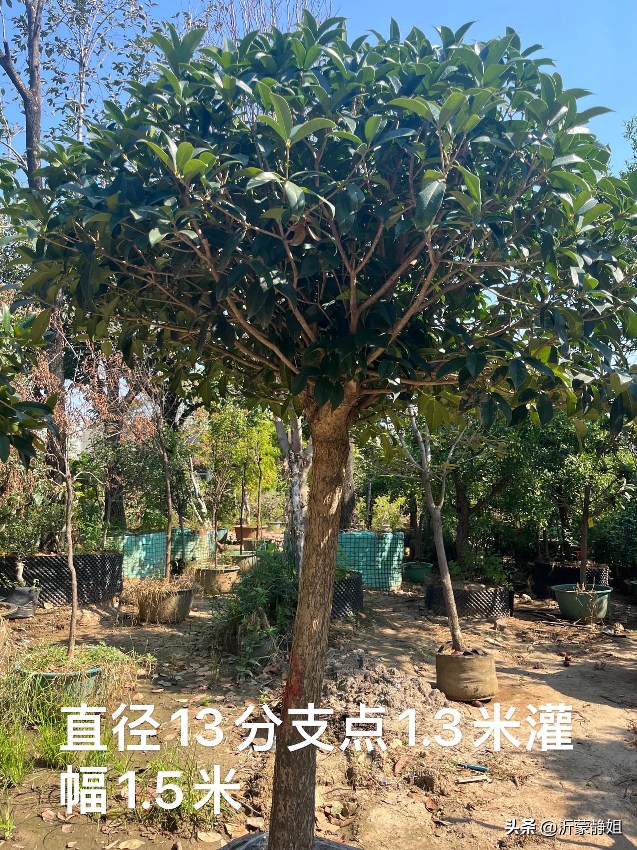 《桂花香飘》

金秋时节，桂花悄然绽放，那缕缕清香，如同精灵的低语，萦绕在城市的