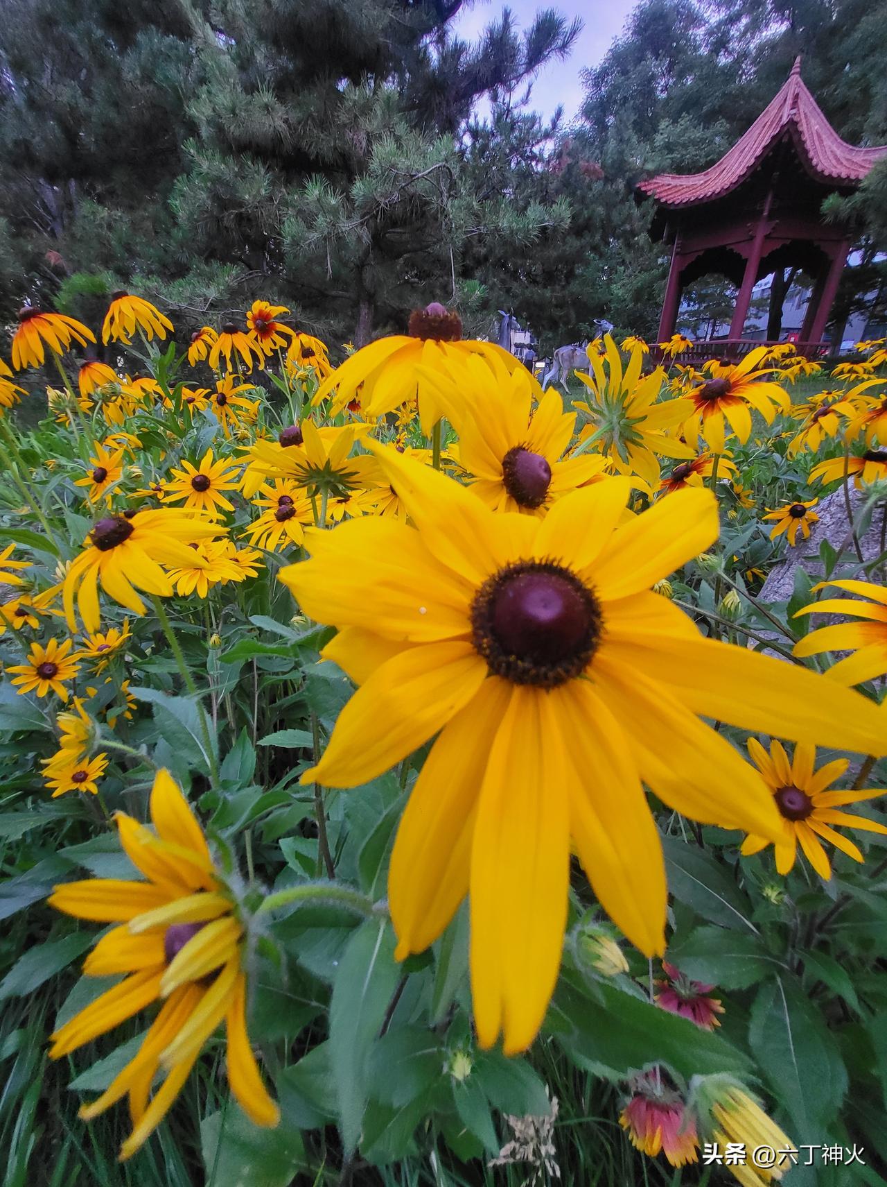 阳光下的向花儿，绽放出生命的色彩！🌻🌞