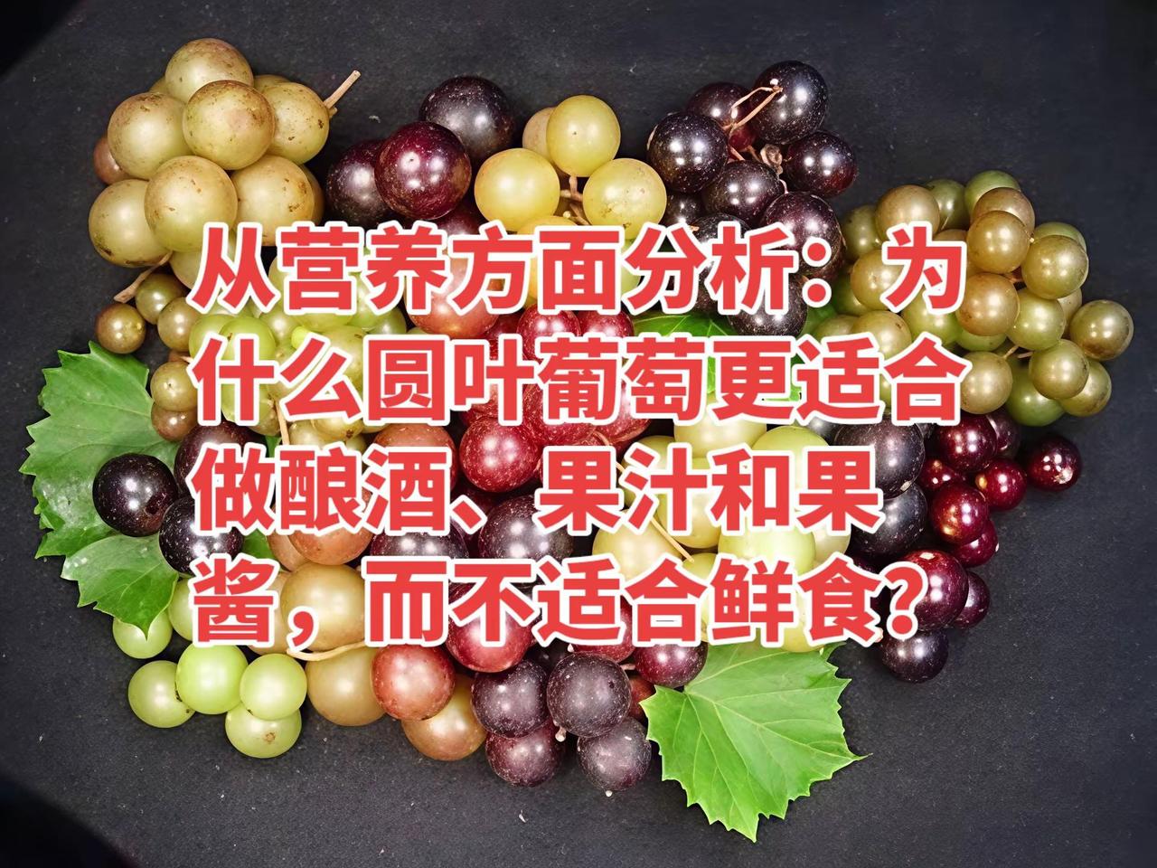 并不是否定圆叶葡萄而是客观看待它的特点。圆叶葡萄（Vitis rotundifo