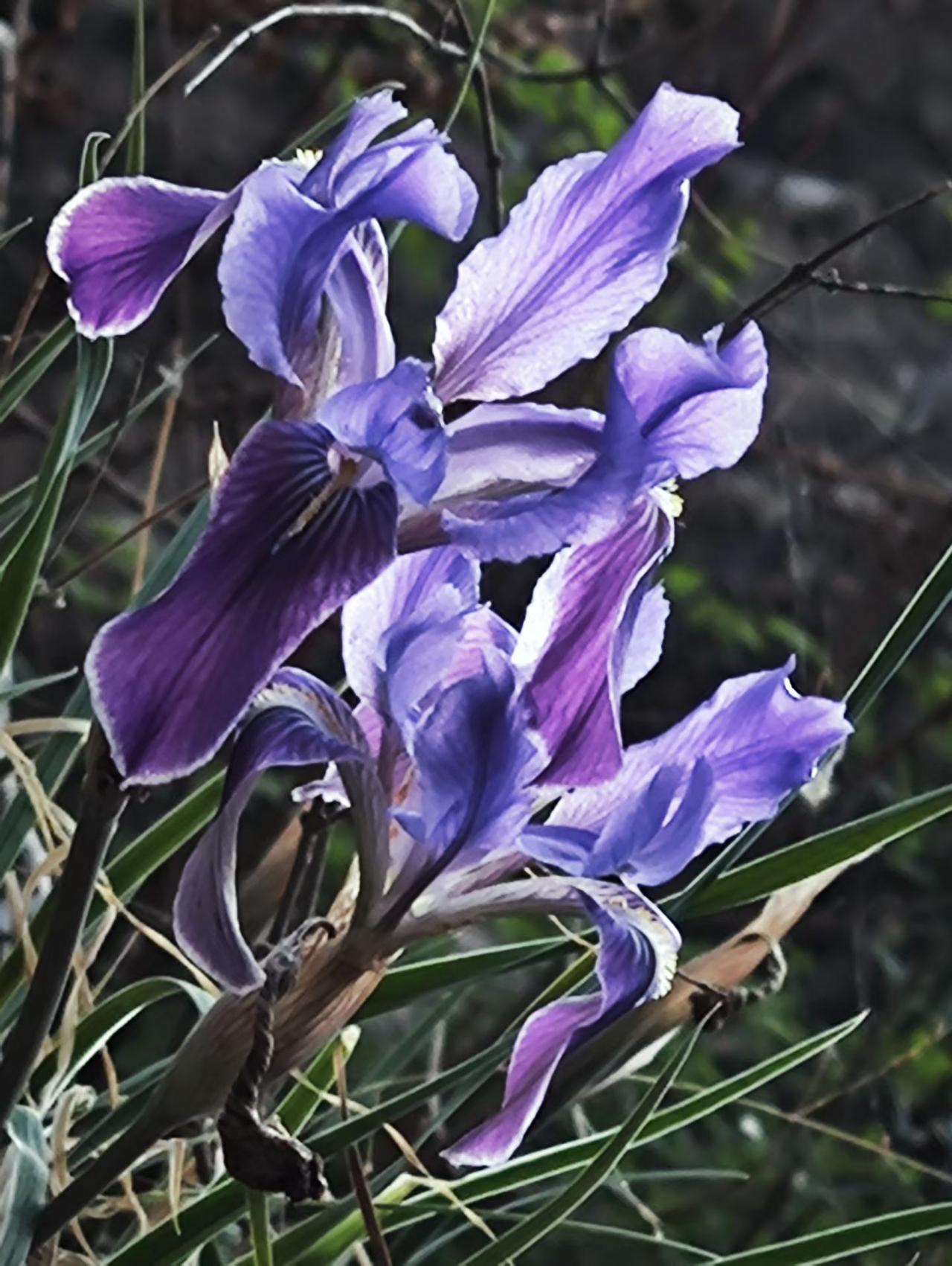 今天早去江边散步，拍到这几朵花，它虽然不够鲜艳，甚至非朴素，但这种朴素像极了平凡