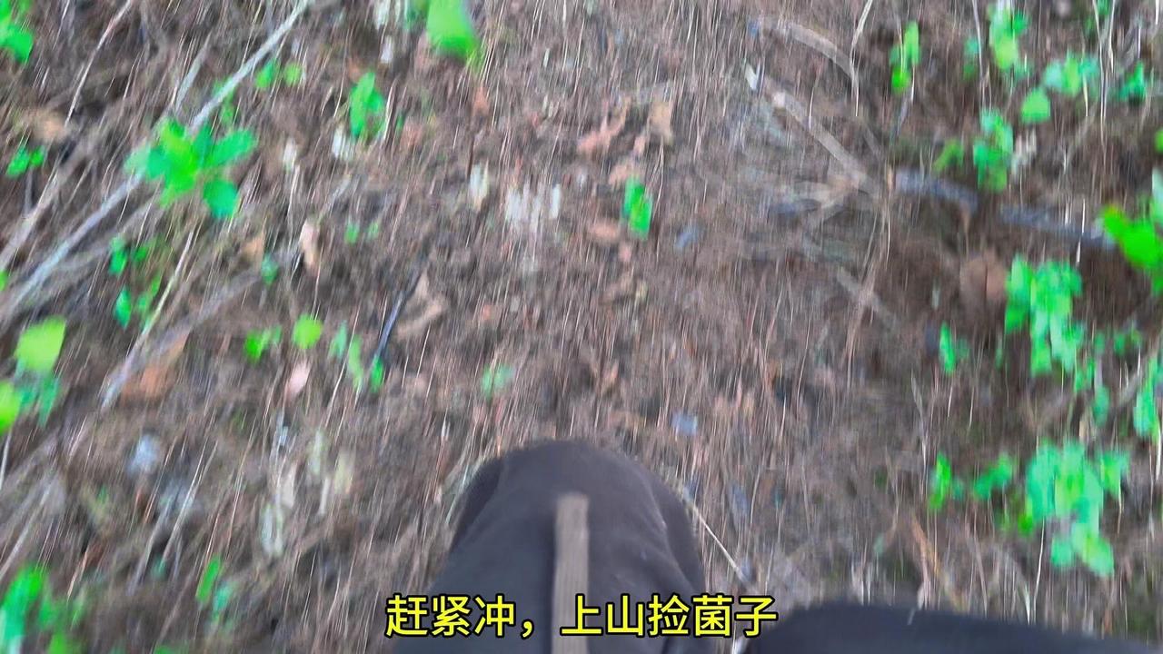 🍄捡菌子啦！🍄

✨今天上山捡菌子，简直太惊喜了！一上来就找到了我的梦中情姑