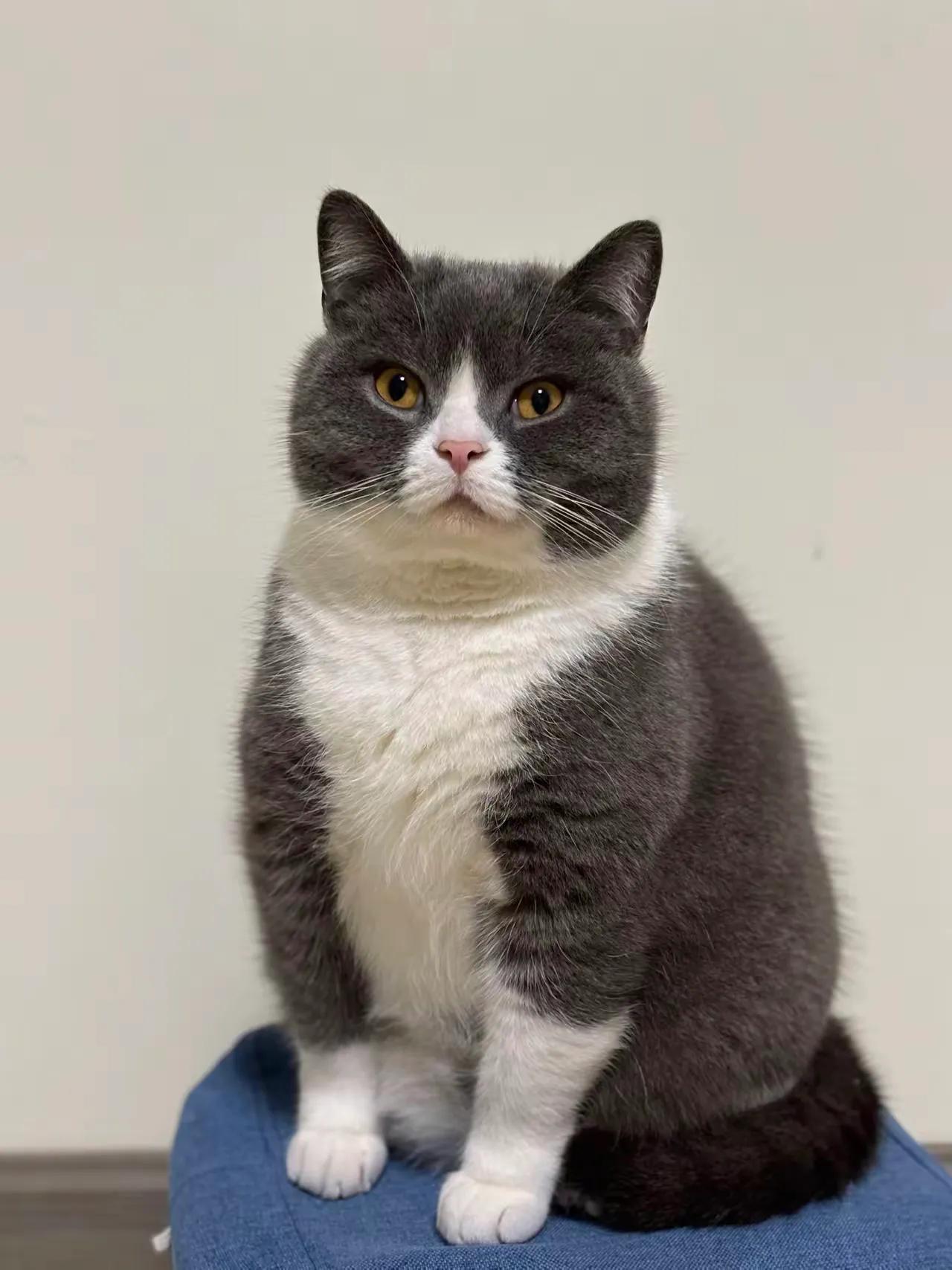 自己去看
大头猫