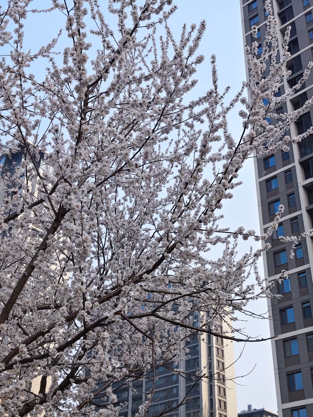 鸢都三月樱花绽，又是一年樱花季