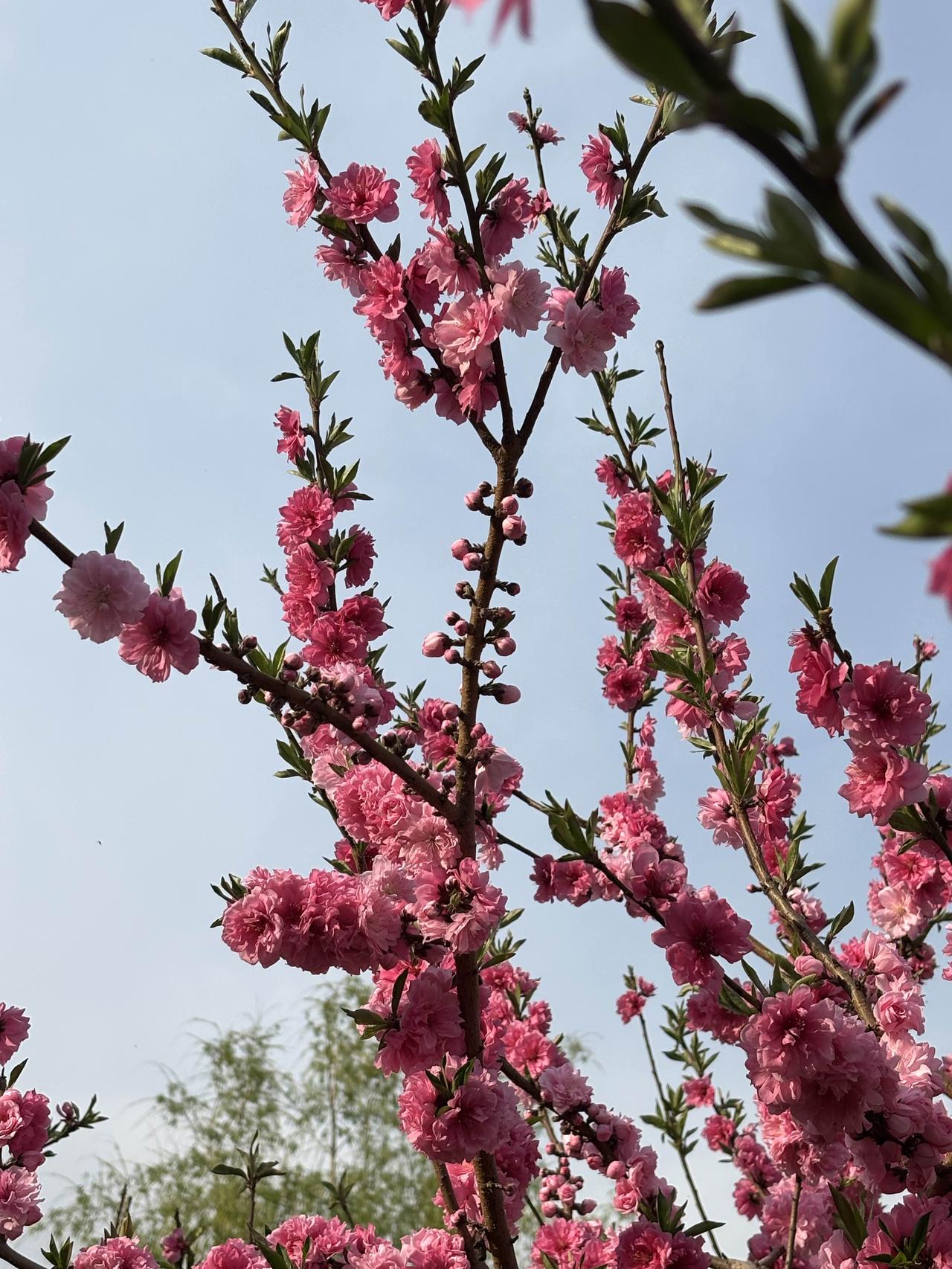 春日生活打卡季粉嫩樱花盛开，春意盎然，美不胜收！🌸🌸🌸