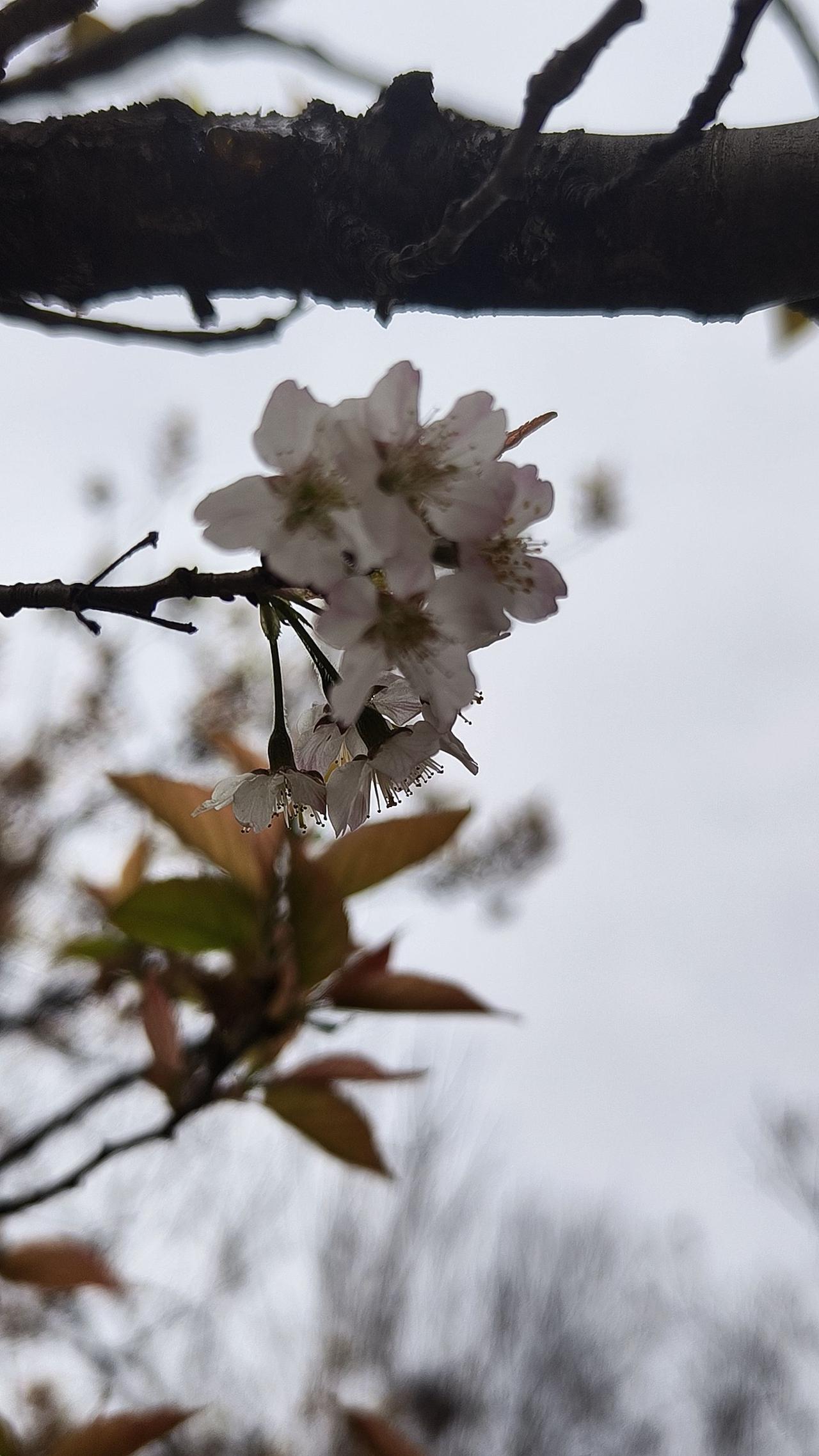 樱花 手机摄影 摄影约拍 原创摄影