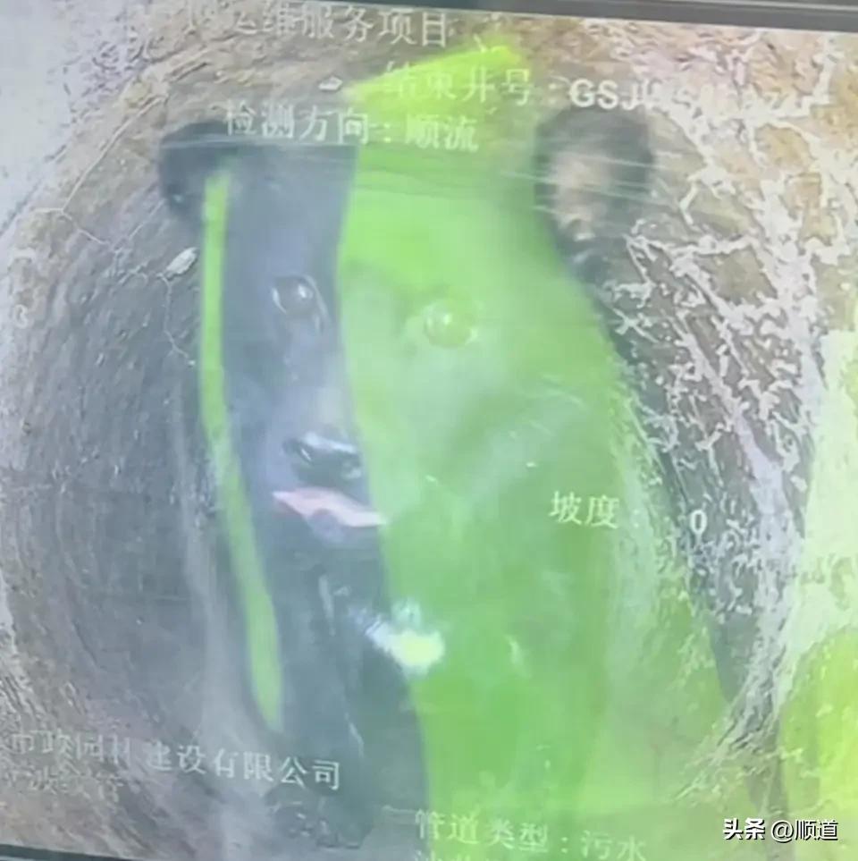 一只3个月大的小奶狗在4年前意外掉进了下水道。
正好被八旬老大爷发现，但是却无法