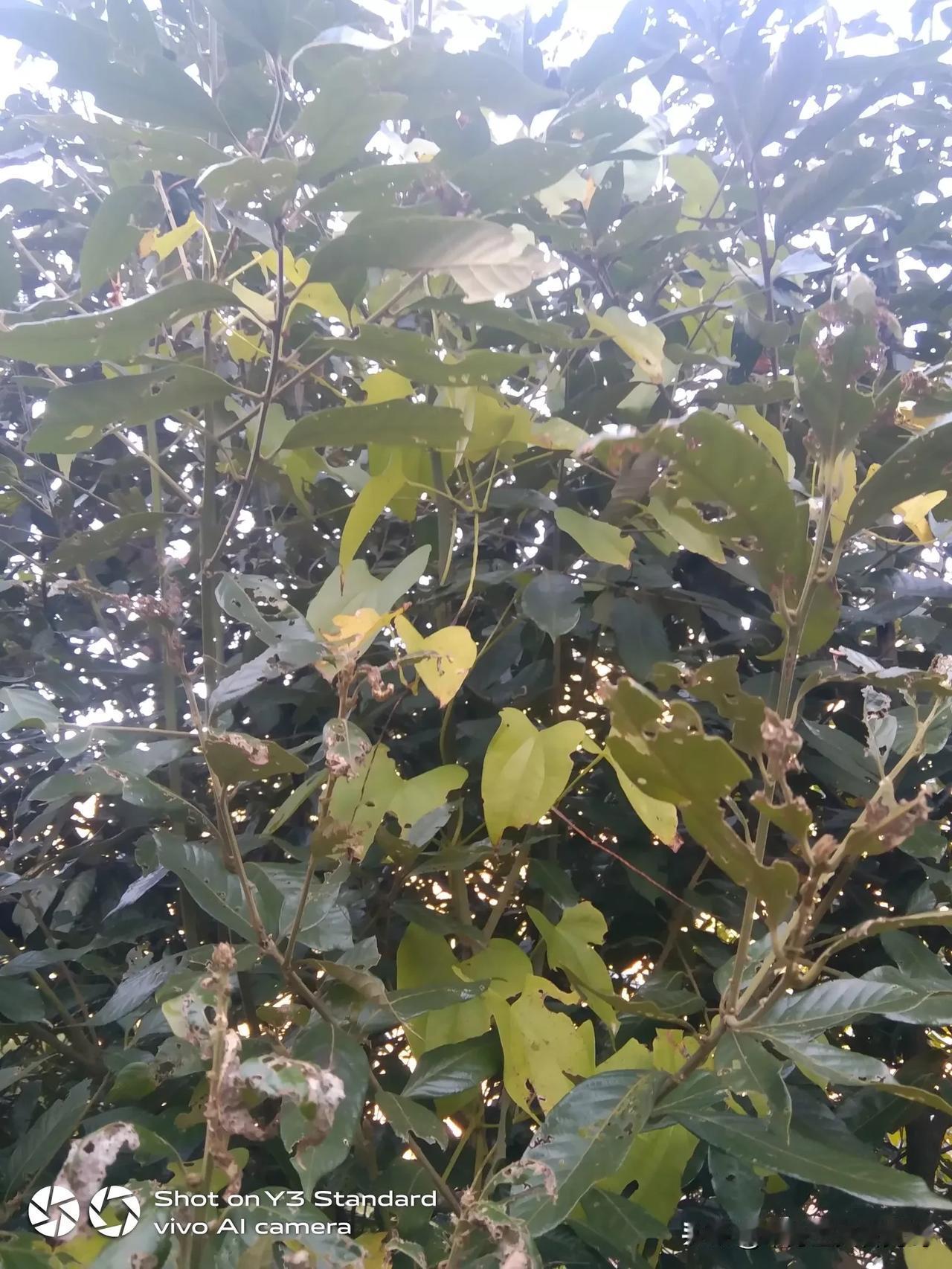 昨天发现山林里的一棵山药，看样子五六年了，找一下它的根记个号，有时间去，挖回来。