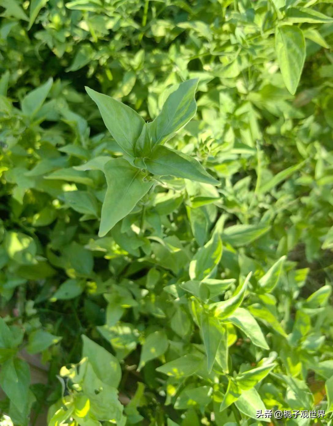 闽南野生中草药资源调研成果，第一站厦门天竺山青草药（狗肝菜）形态特征及功效。
 