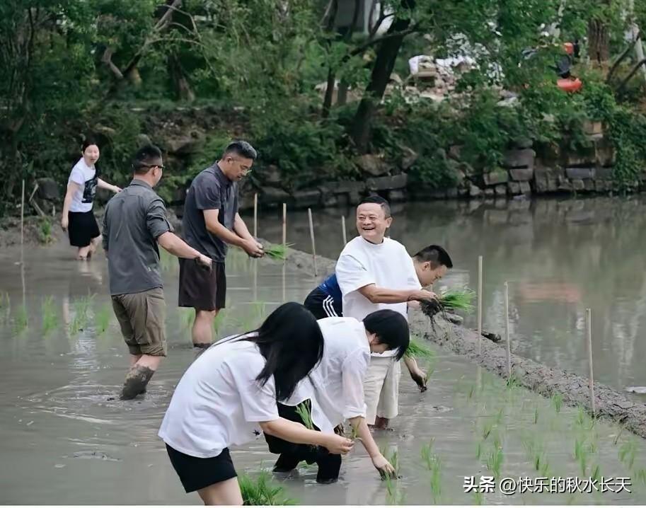 马云带高管团队下地插秧，种下的是金稻子
 6月22日杭州，马云拉上阿里一众核心高