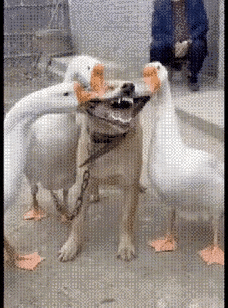 狗子遇到了三只大鹅
大鹅：狗子笑一个
狗子：我才不笑呢
大鹅：你真的不笑

三只