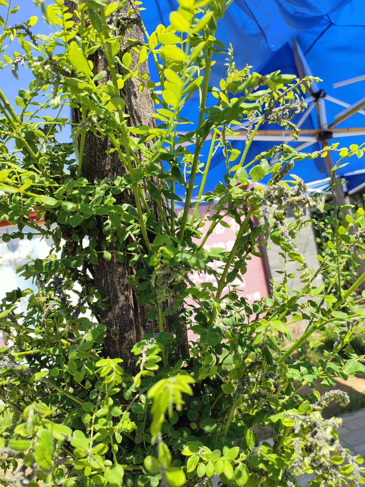 我的今日状态：😁轻松愉快
我这里的天气：☀️晴天 老树抽新枝，满枝嫩翠层层舒展