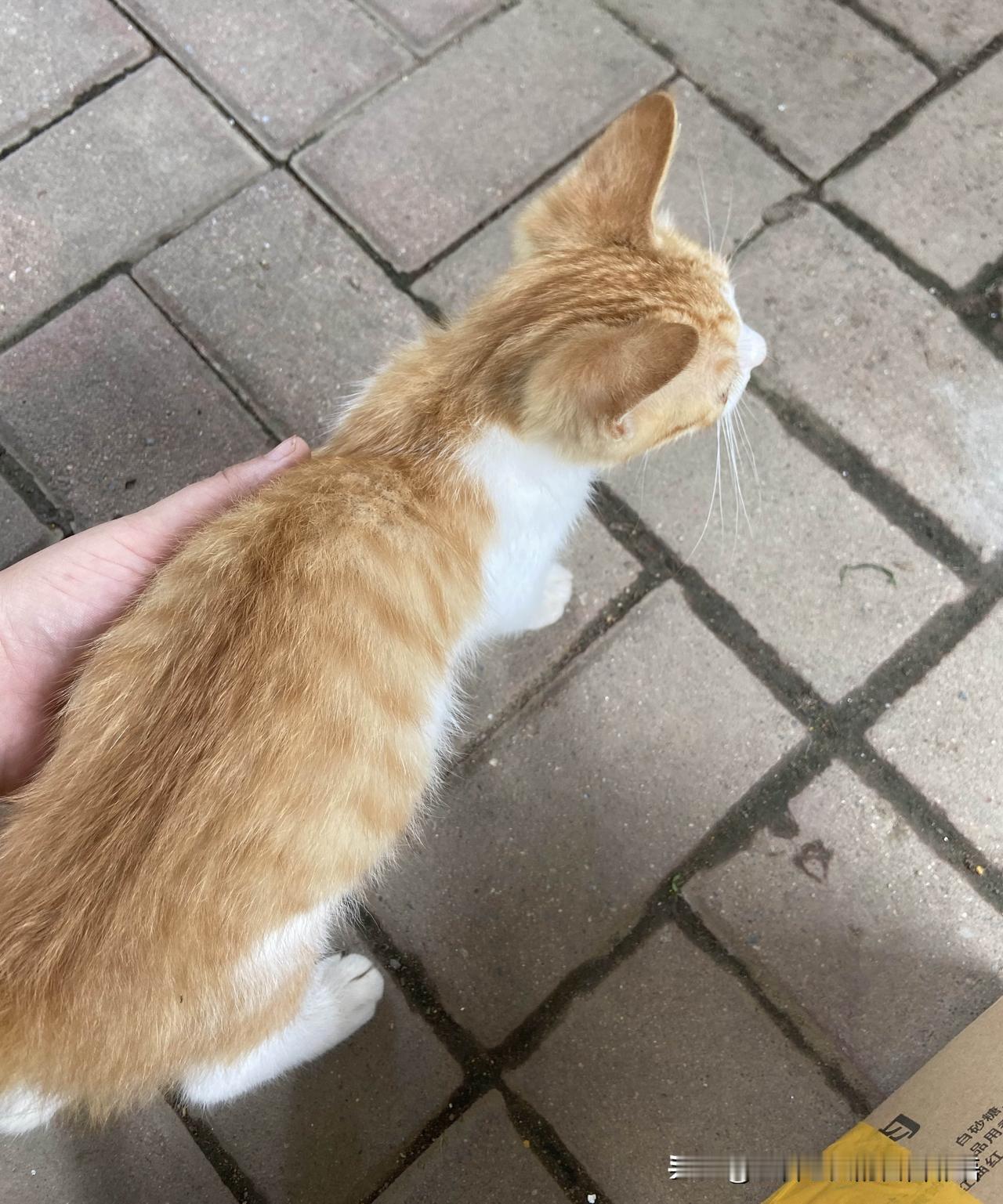 它，一定是个天使，在YQ中段突然出现在我身边，陪我度过了那段难捱的仿佛没有尽头的