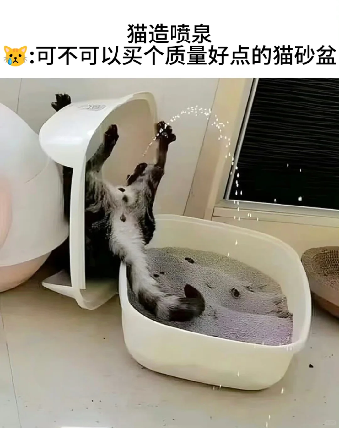 每只猫咪都有自己的绝活