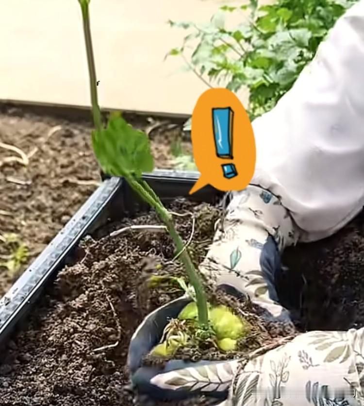 种佛手瓜的家人们！芽朝上朝下别再纠结啦！
 
铁子们，种佛手瓜的大难题咱今天一锤