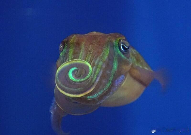 人类视力有盲区！乌贼求偶自带“加密闪光”，特殊镜头才能看见海外新鲜事 人类常以为