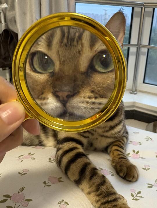 猫咪日记丨放大镜🔍