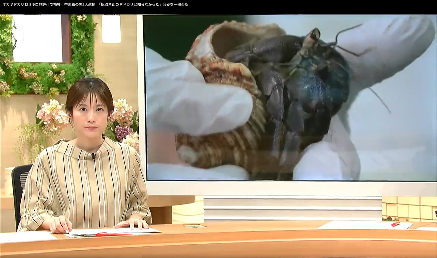 这两天又有两个中国人在鹿儿岛县奄美岛因盗猎陆寄居蟹被捕邓锦辉 & 黄俊杰、可惜没