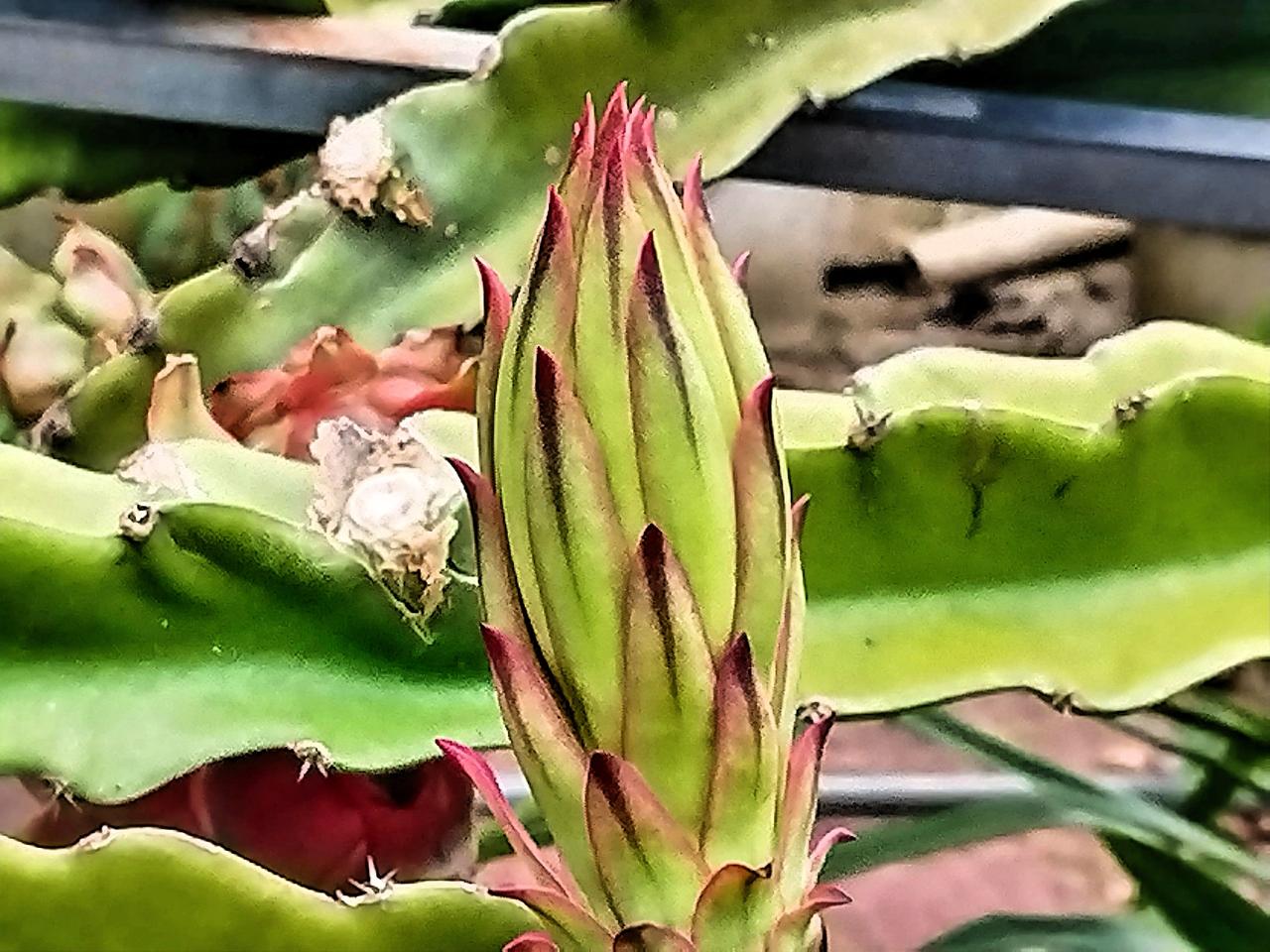 沿着小径深入，发现火龙果的枝条交错纵横，像是一张绿色的大网，将这些可爱的花朵小心