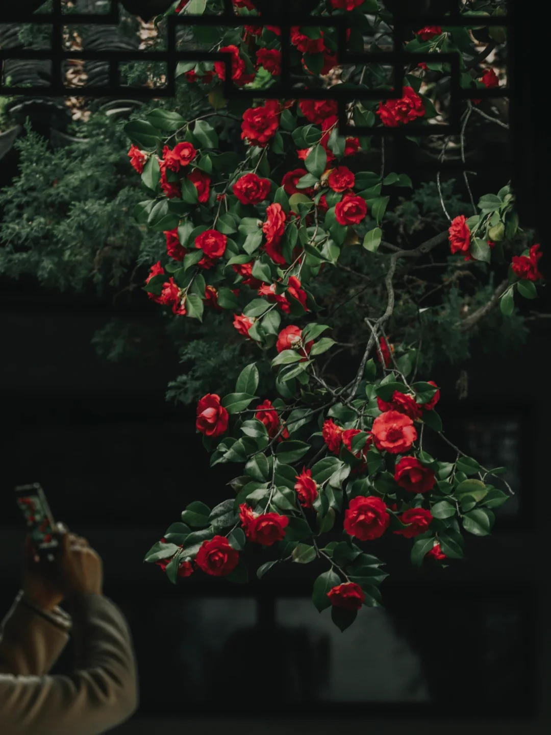 你真的不去看苏州留园🏯顶流山茶花🌺瀑布么