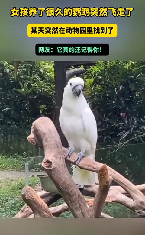 万万没想到，一女子养了很久的鹦鹉一天突然飞走了，结果女子某天在动物园游玩时，竟在