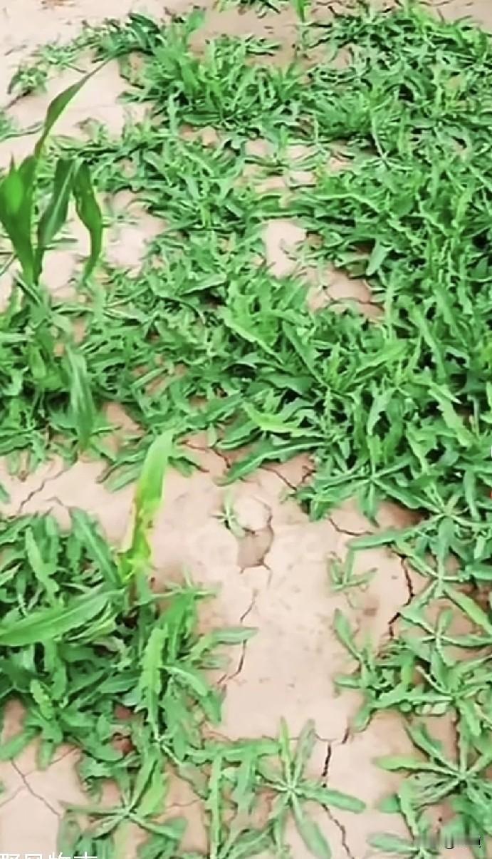 二婚，女，孩子在前夫那里她不管。嫁了个二婚老公一年了，俩女儿，一个15，一个10