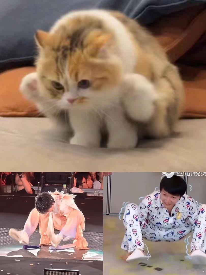生活手记周深 周深救四只猫！