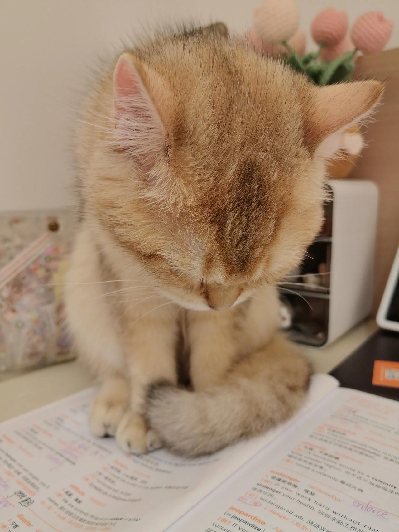 分享一张最可爱的猫咪照片小猫咪昏昏欲睡的样子太可爱了，快睡着了还要来陪我