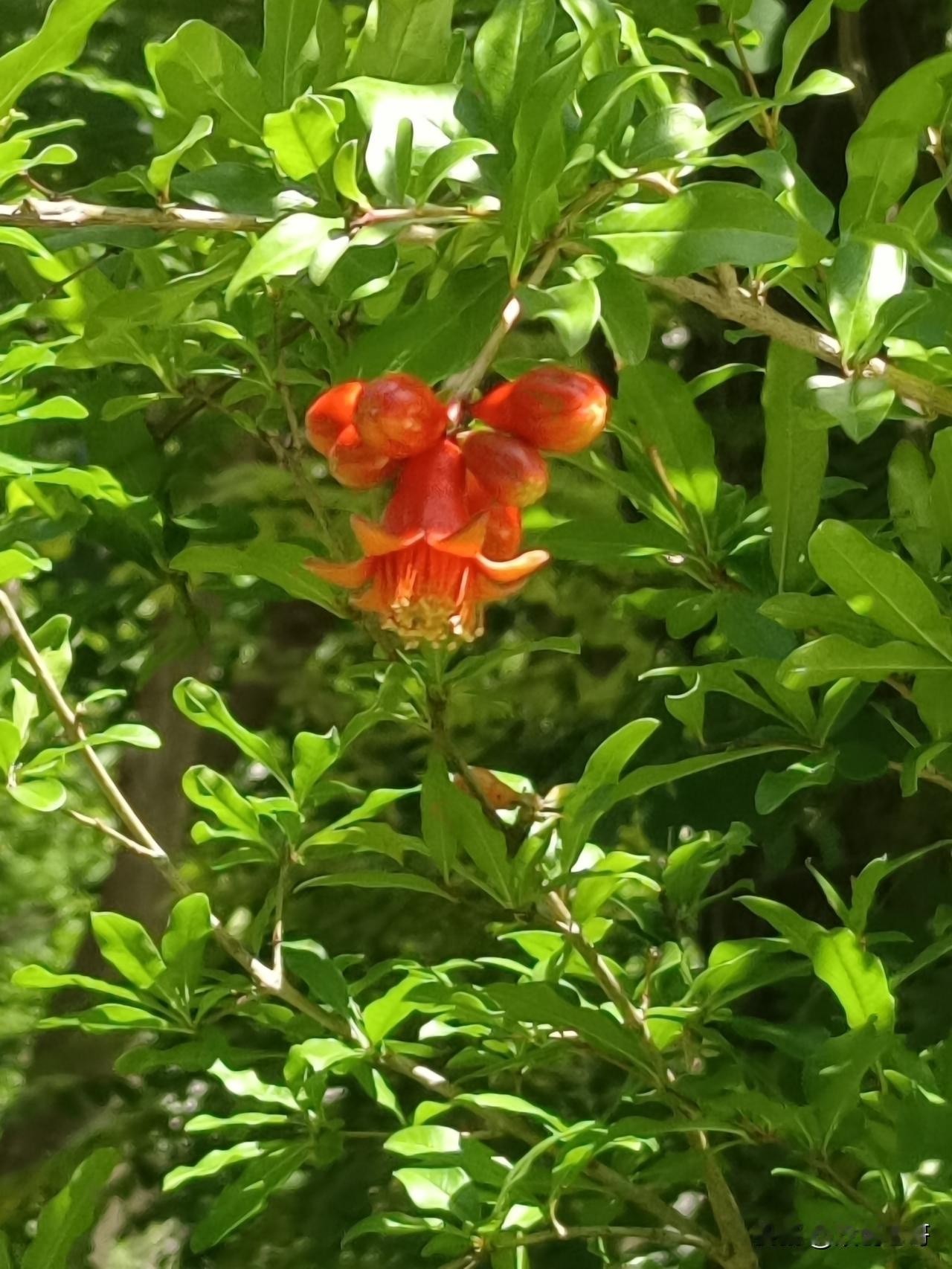 清平乐·石榴花
翠枝红点。五月榴新染。静寂独开春花暗。更品裙燃如焰。
浅夏初蕴甘