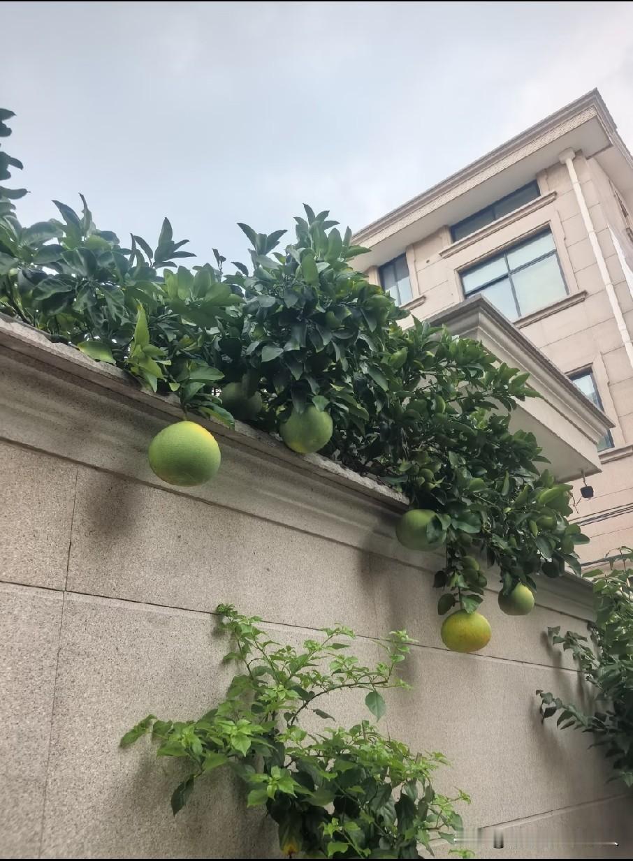 再过几天，柚子自由