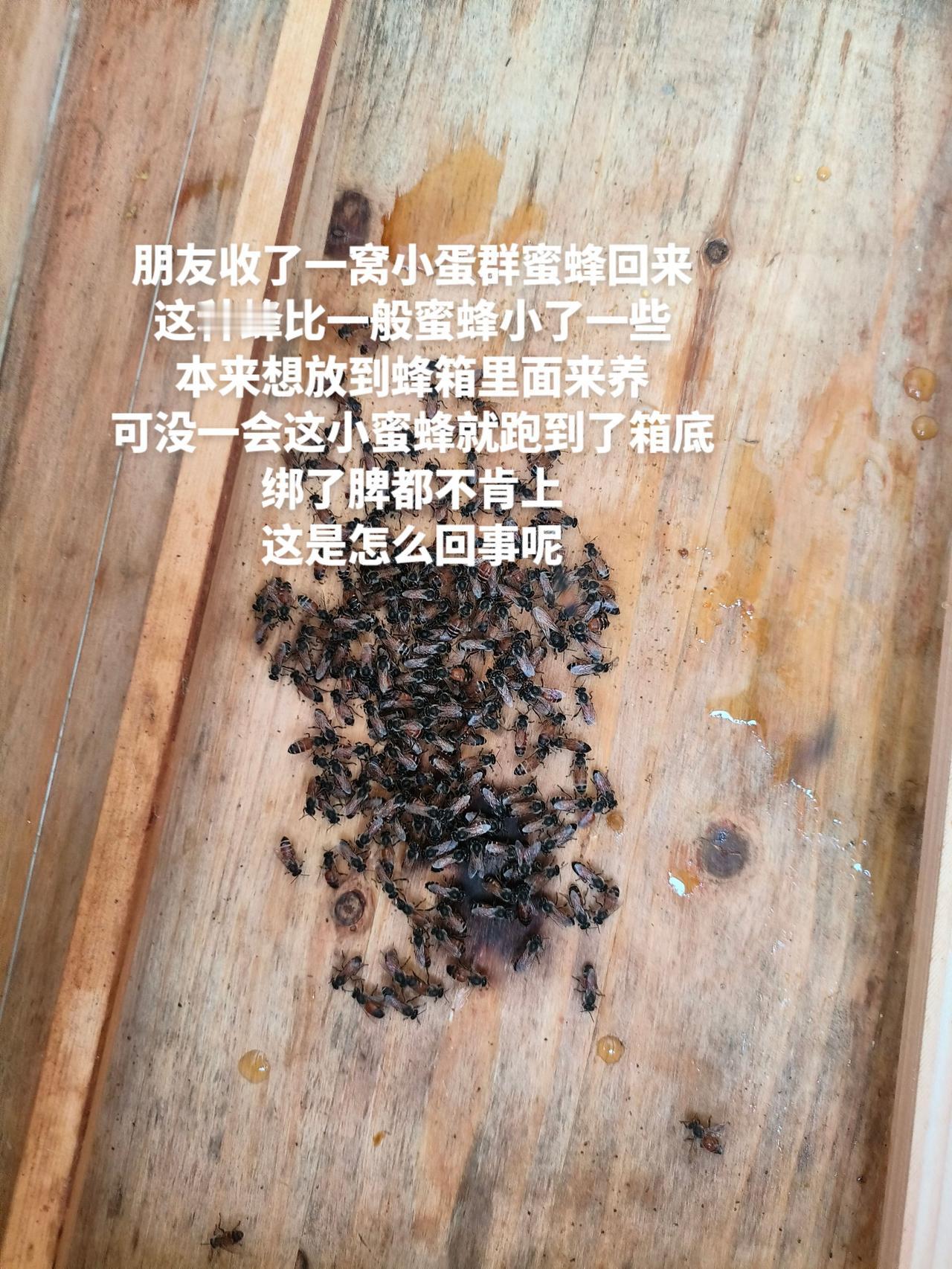 朋友收了一窝小蛋群蜜蜂回来
这种蜂比一般蜜蜂小了一些
本来想放到蜂箱里面来养
可