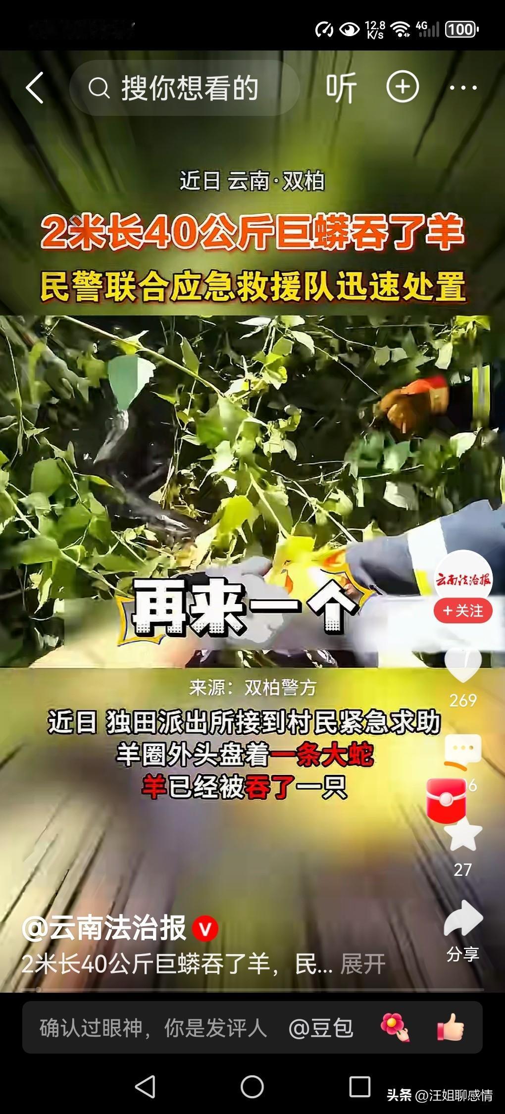 云南2米长蟒蛇吞下15公斤山羊！

云南楚雄的乡亲们，最近可是开了眼。羊圈外头盘