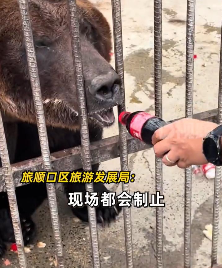 【，官方：禁止投喂，会严格管理】 7月30日，辽宁大连。有网友发视频称，大连狮虎
