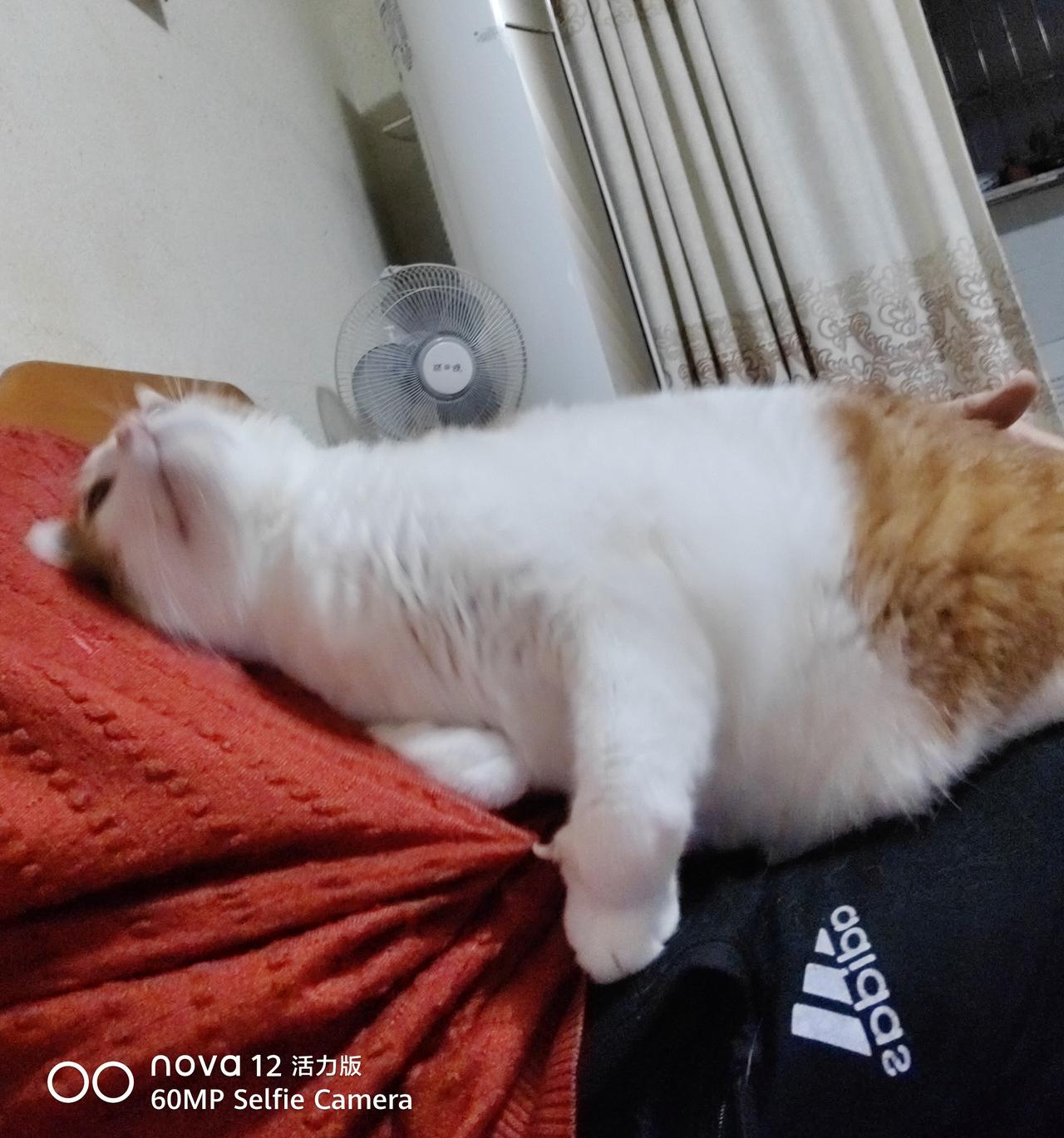 大橘每天的工作安排

卖萌，撒娇，调皮捣蛋，陪你睡觉[捂脸]
相见时难别亦难
东