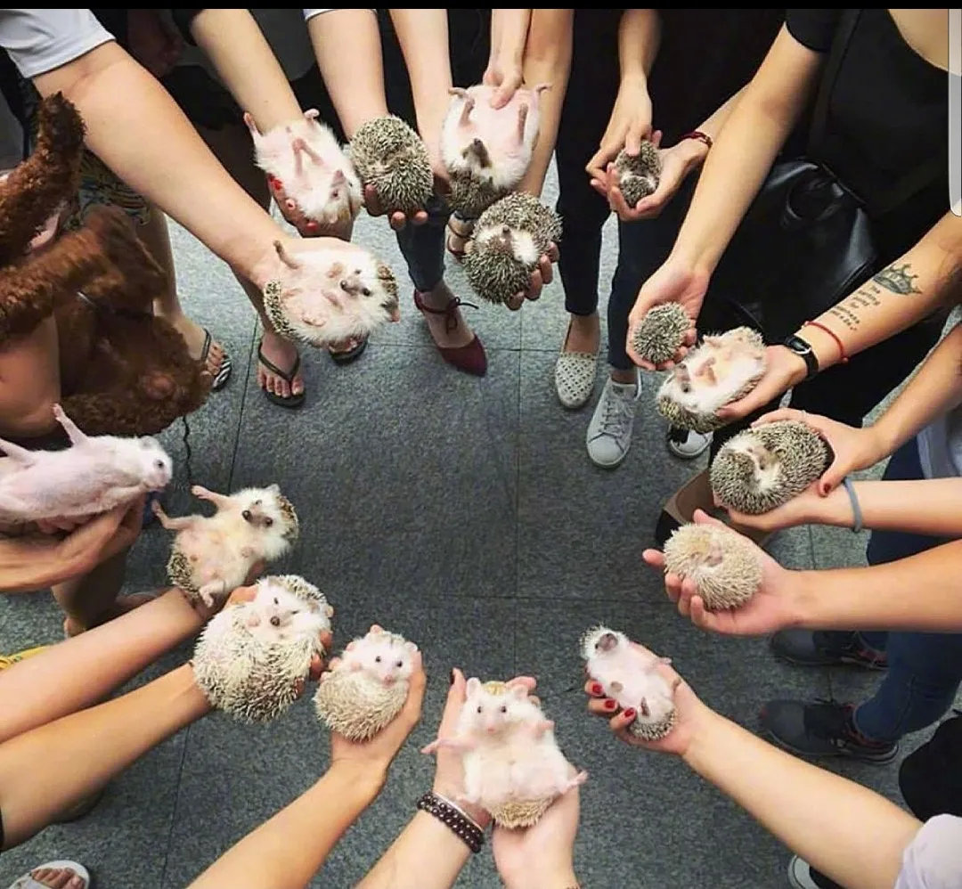 🦔聚会中间🈶奸细，你发现了吗