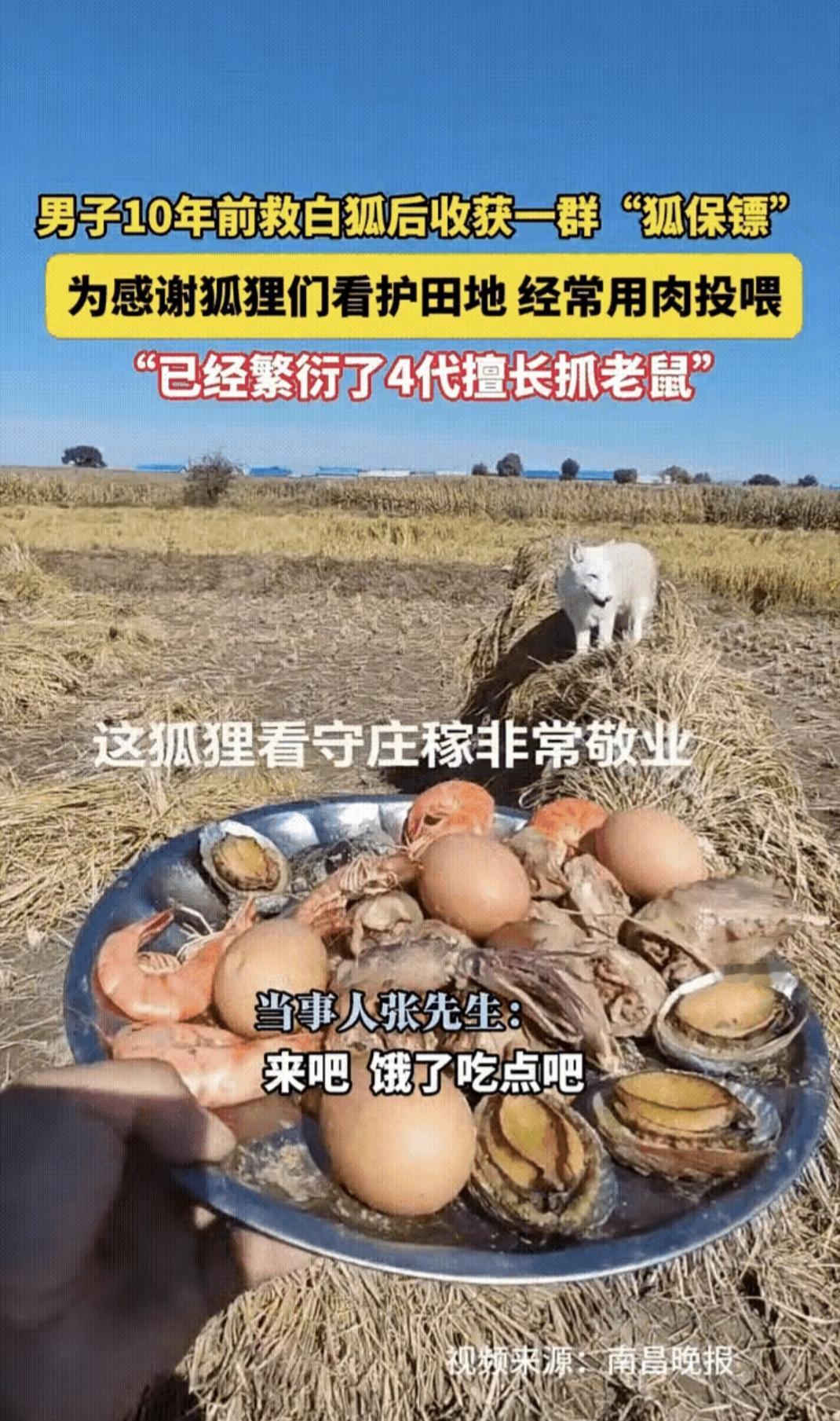 2014年，黑龙江五常张先生，在山上救了两只受伤白狐，伤愈后的白狐，被放归，白狐