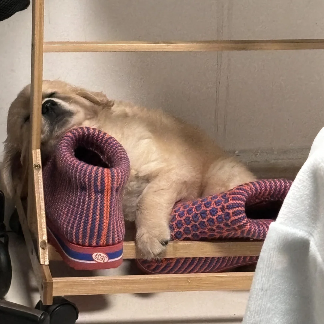 谁家小可爱这么会找地方睡觉呀💤