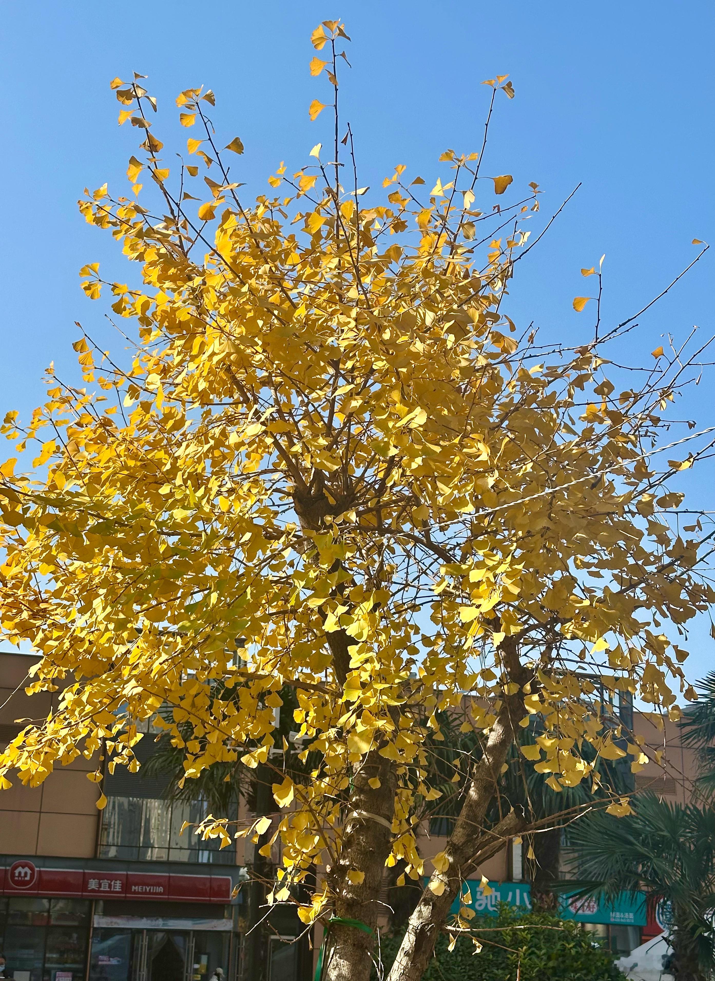 原来一年又快过完了 