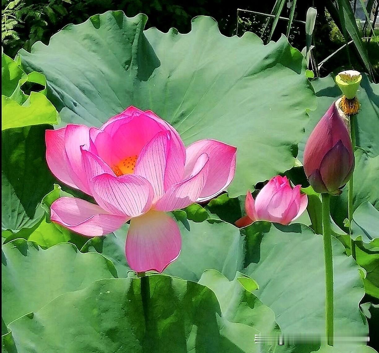 [玫瑰]“莲花出淤泥而不染，濯清涟而不妖”。
这话真是把莲花的高洁说透了。就像在