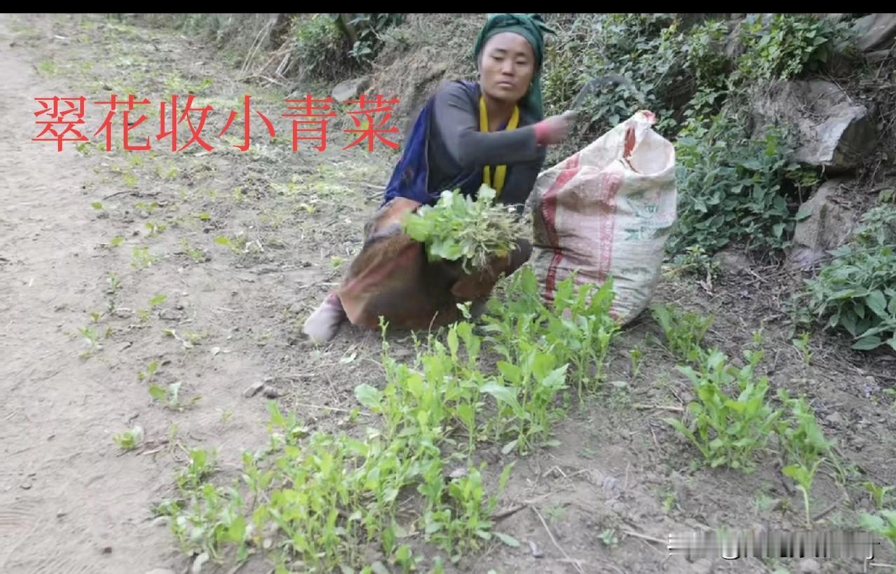 翠花他们辛劳一天，吃小鱼菜干汤管一顿饱，这样的日子我们也有过的。
 
翠花家收了