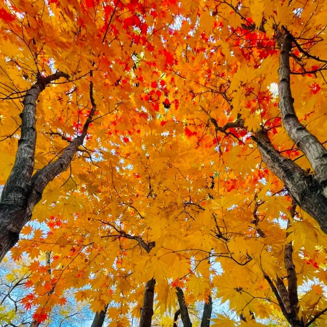 🍂𝙡𝙤𝙖𝙙𝙞𝙣𝙜“山海自有归期，风雨自有相逢，你只需笃定地走下去