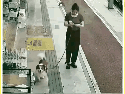 监控下的一幕，狗子要撒尿为什么不把它牵走？