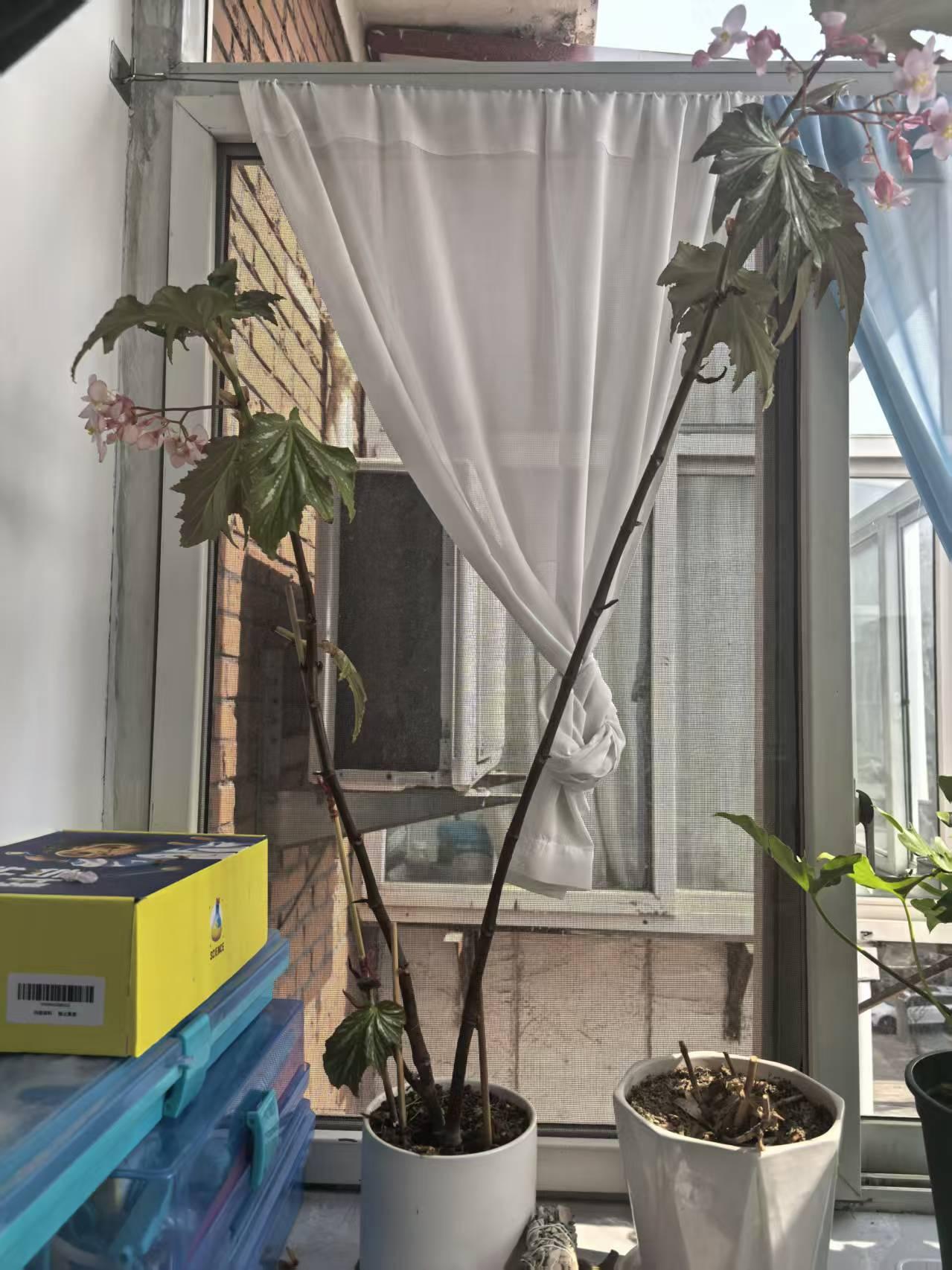 求助，秋海棠长到一米多高怎样修剪 朋友养了一棵秋海棠，长得特别茁壮，现在长到了一