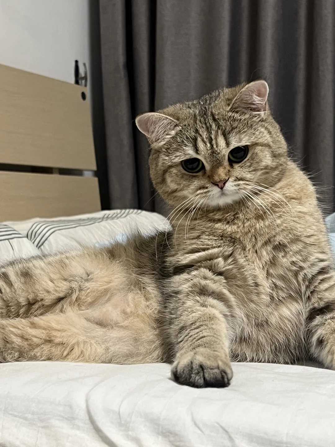 自信的小猫咪最美