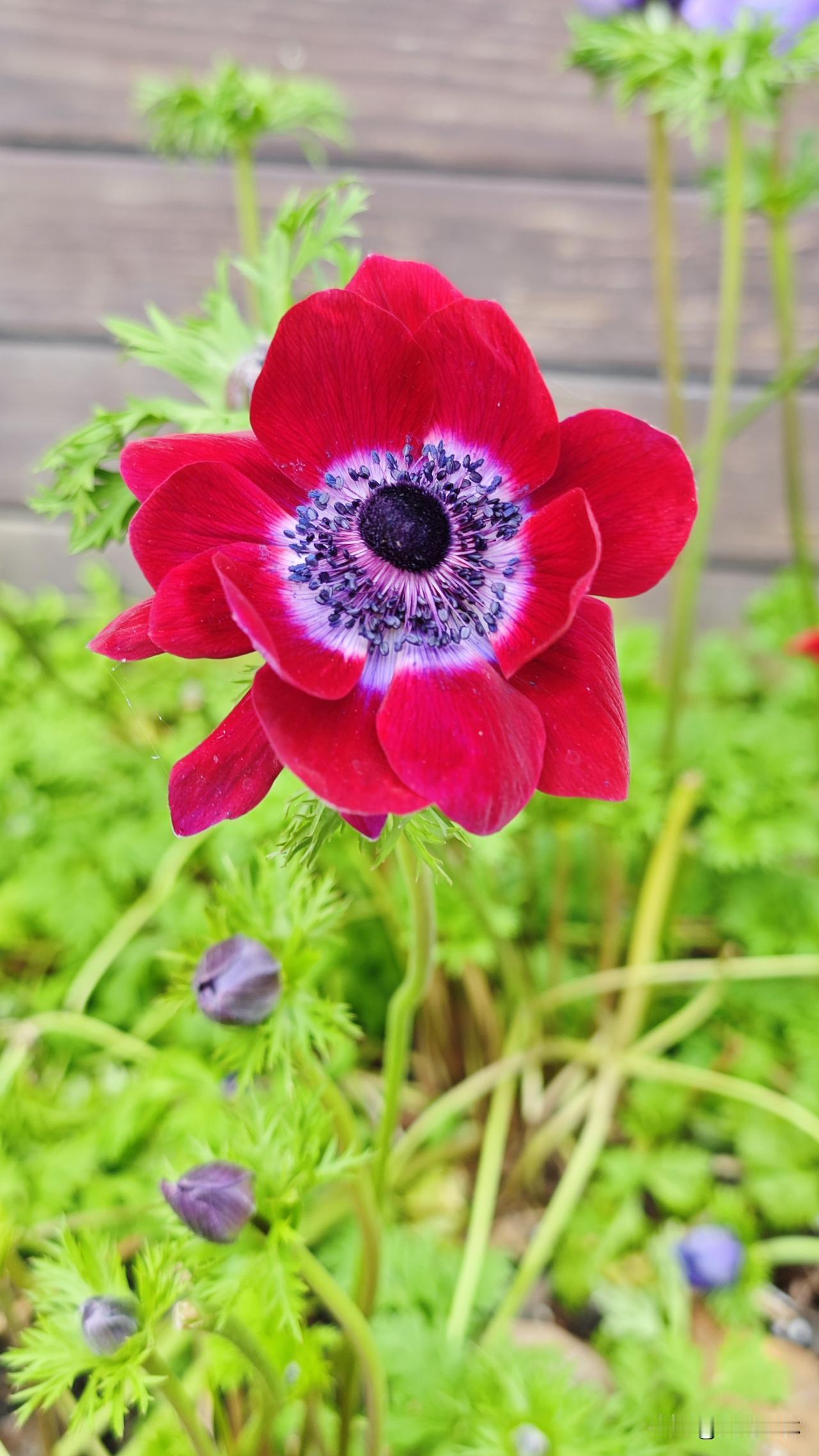 开始以为是虞美人，轻盈柔美、色彩丰富，但是虞美人没有这种颜色的。问元宝，原来这是