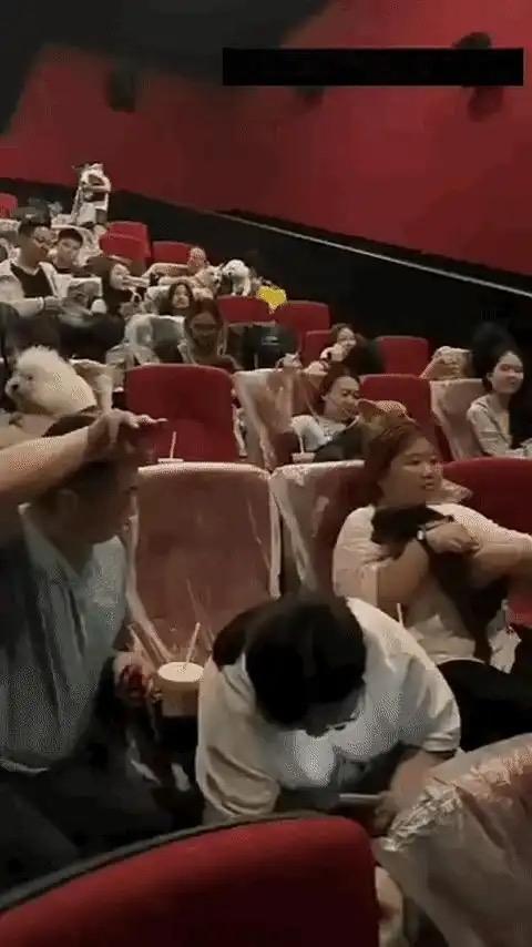 差点不敢认，这竟然是电影院影厅！不少观众怀里都抱着宠物狗一起看片，狗狗安安静静待