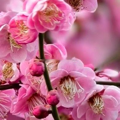 梅花种植教程：让傲骨花香溢满庭院梅花不畏严寒，姿态古雅，是庭院和盆栽的佳品。想种