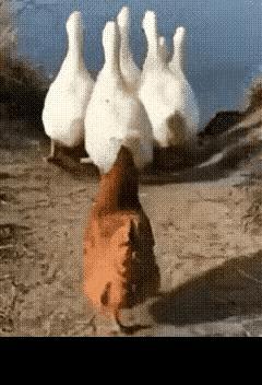 不辩方向的盲从就会失足 。