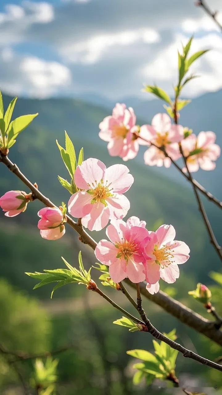 春天的气息扑面而来，桃花在阳光下绽放，仿佛在诉说着大自然的美丽与生机。🌸🌿 